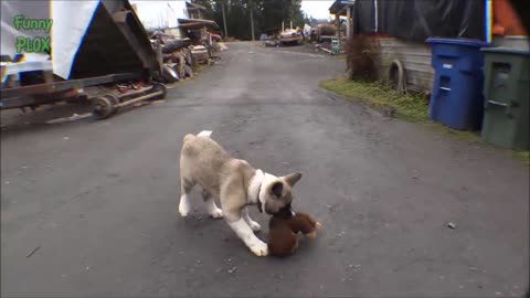 Dog playing with puppies