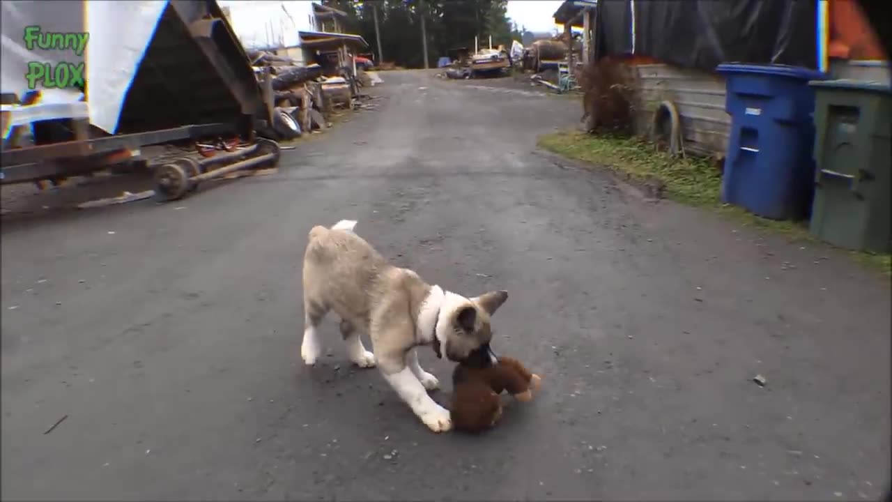 Dog playing with puppies