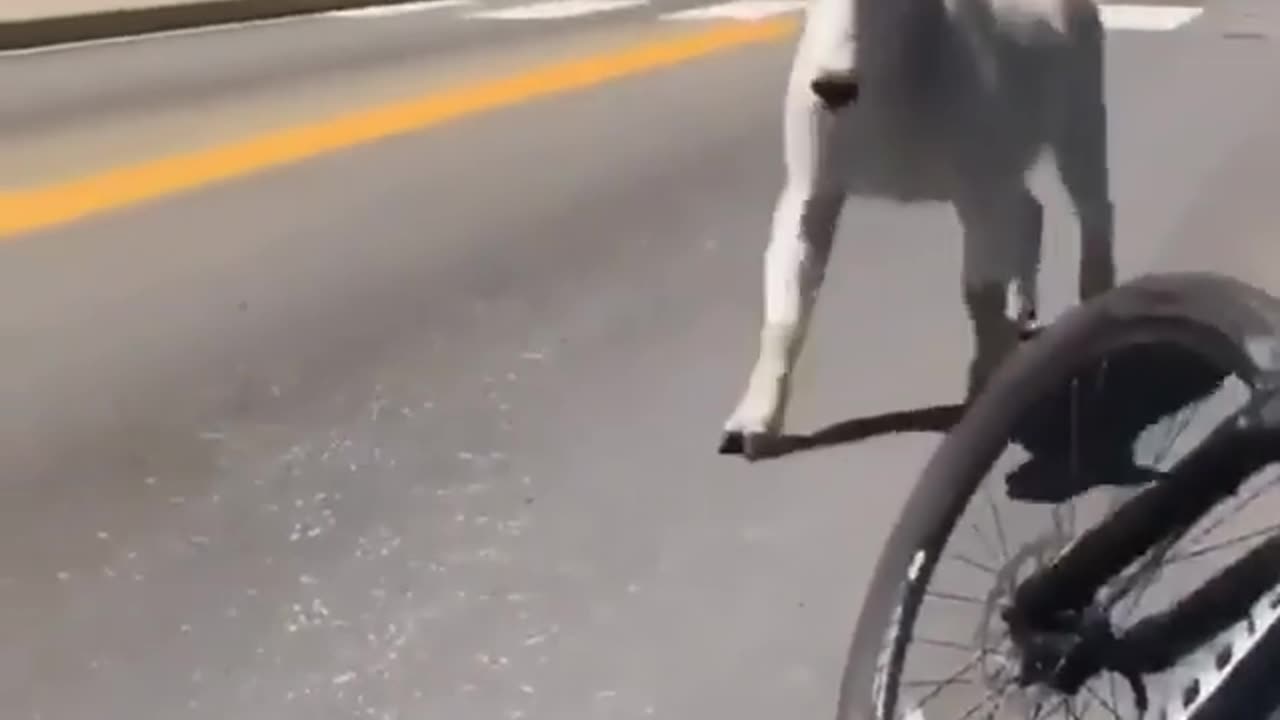 Y'all ever seen a goat walk with that much swag?😂