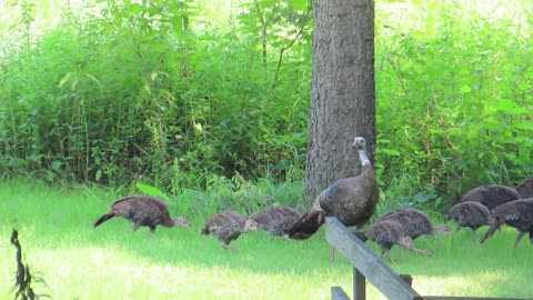 Wild Turkey with their Babies