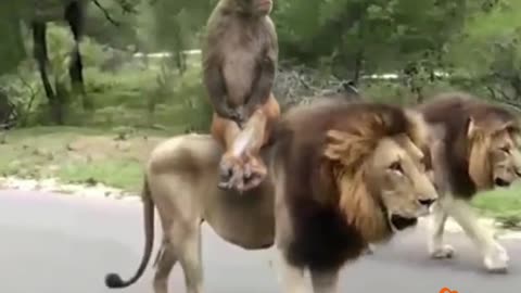 Funny short video