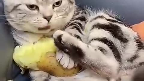 Funny animals 2023 Funniest Cats and Dogs Video #shorts