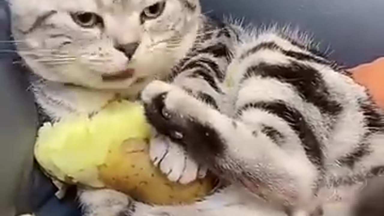 Funny animals 2023 Funniest Cats and Dogs Video #shorts