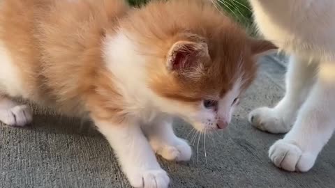 Cat that looks like Ed Sheeran is ‘Purr-fect’