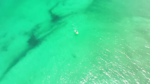 Drone Captures Shark Coming Close to Swimmers on WA Coast