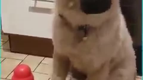 DOG HAPPY DANCE FOR FOOD
