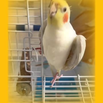 My LOVE MY BIRDS 6 : LATINO WHITE COCKTEIL