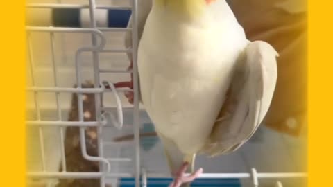 My LOVE MY BIRDS 6 : LATINO WHITE COCKTEIL