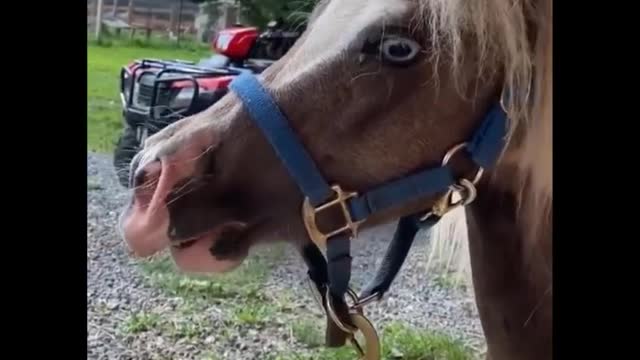 Cute And funny horse Videos Compilation cute moment of the horses - Cutest Horse #16