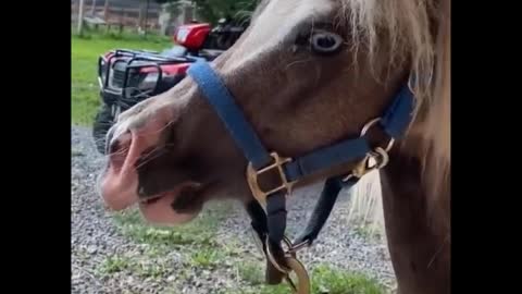 Cute And funny horse Videos Compilation cute moment of the horses - Cutest Horse #16