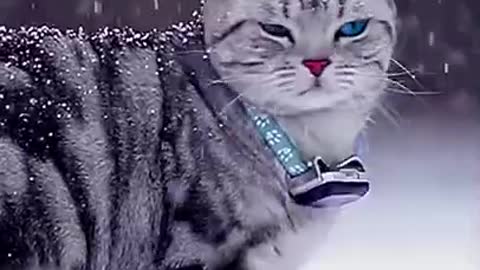 Cute Cat video