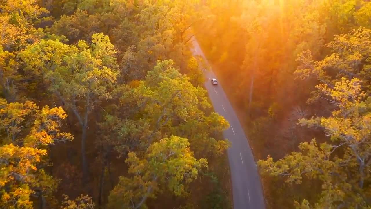 Enchanting Autumn Forests with Beautiful Piano Music