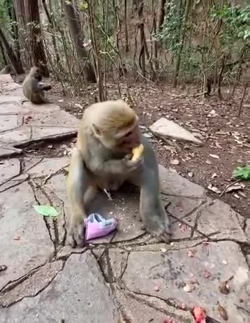 Smartest monkey on earth