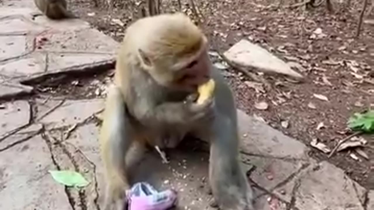 Smartest monkey on earth