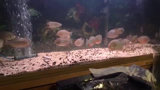 piranhas and a mouse in the aquarium