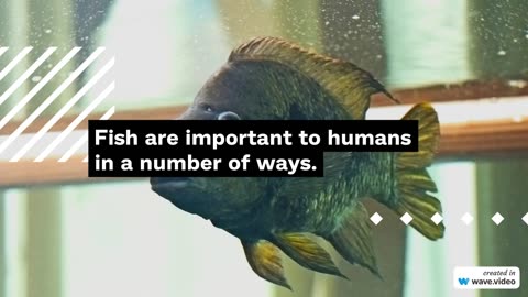 Fish Information | Fish Video | Fish Some Moments