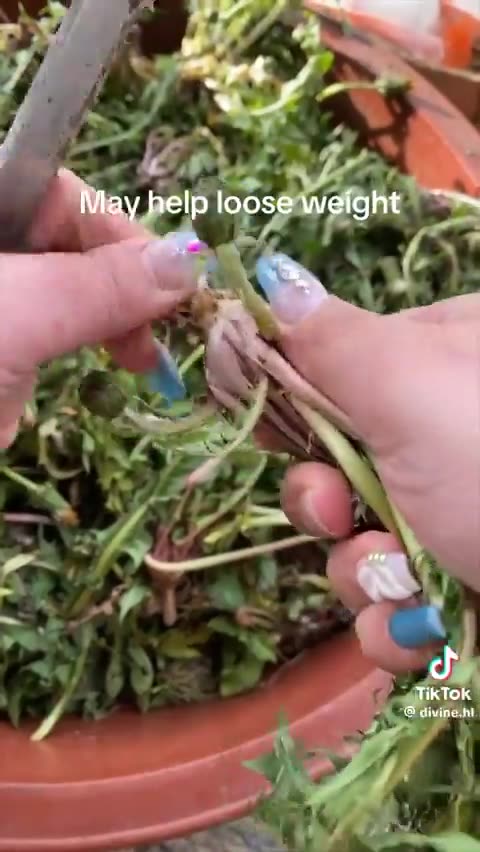 Dandelion For Your Heart?