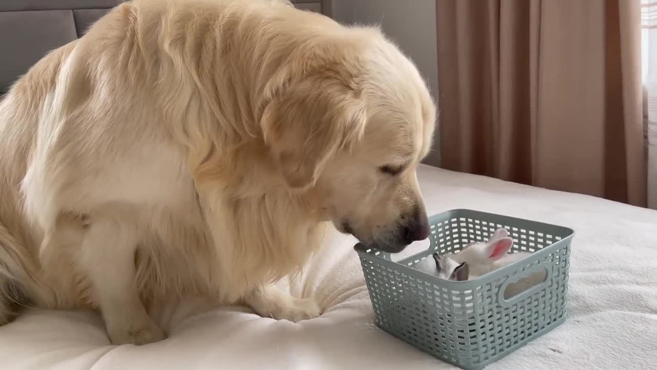 Golden Retriever Meets New Baby Bunnies! [Best Reaction Ever]