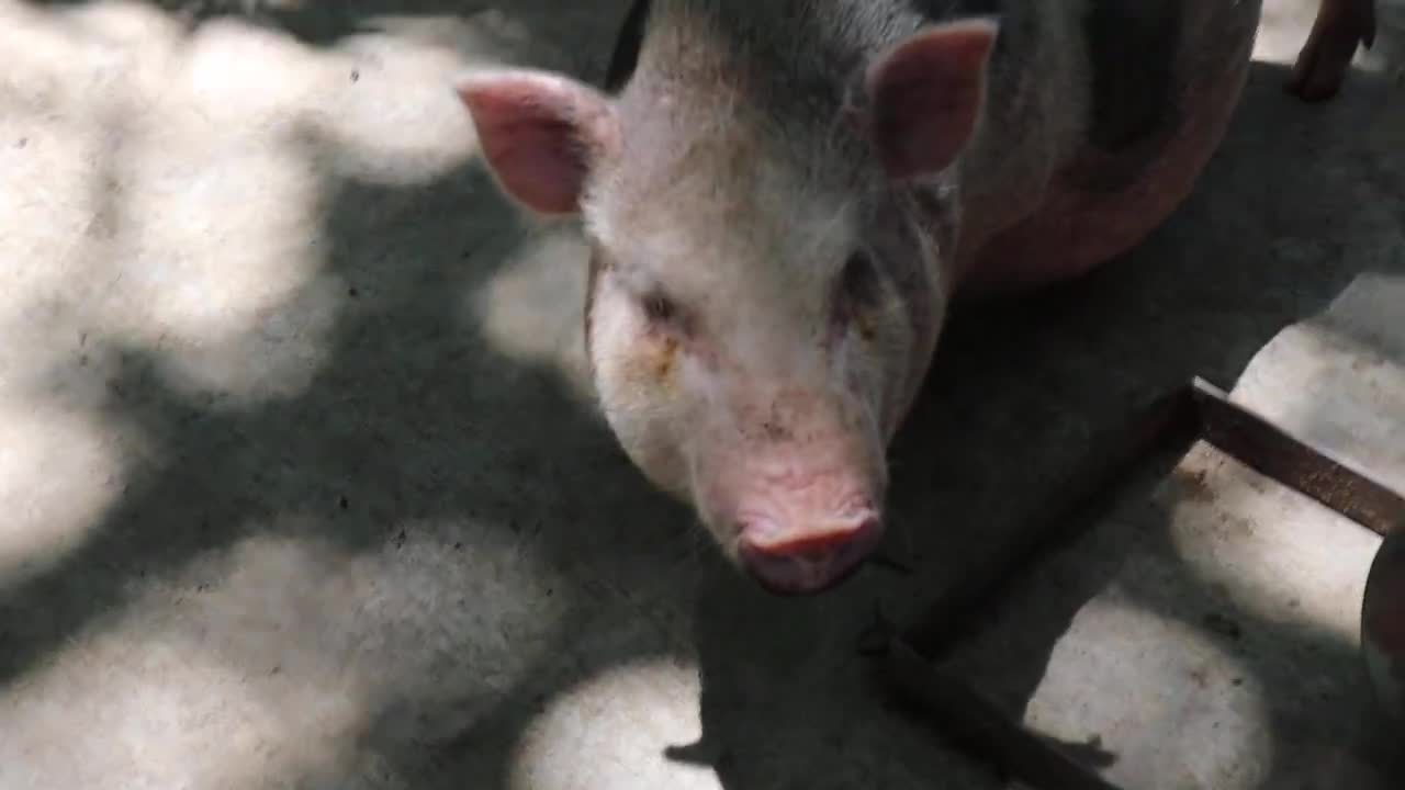 BABI GEMUK MENCARI MAKAN DI DALAM KANDANG