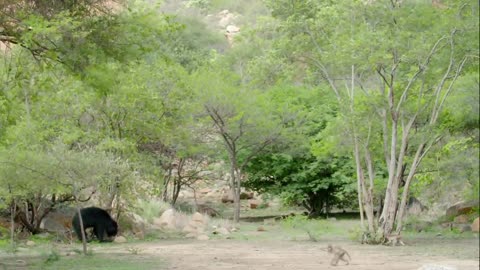 Sloth Bear Mom Runs into a Group of Foraging Macaques 🐻 Into the Wild India _ Smithsonian Channel