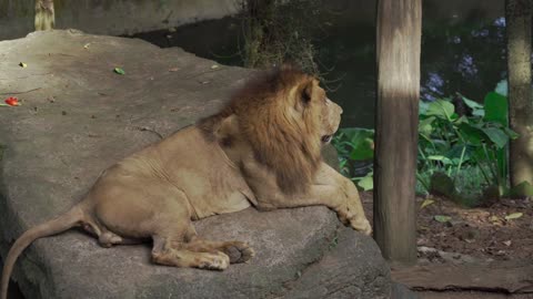 The king of jungle lion