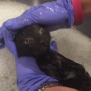 Adorable gatito adora bañarse