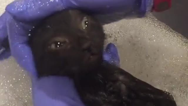 Adorable gatito adora bañarse