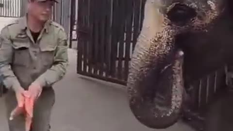 best funny animal video 2023
