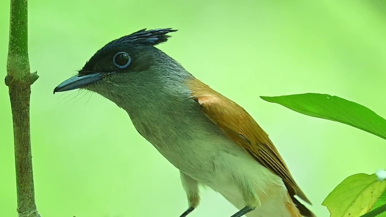 Bird of Paradise feeding chicks in nest