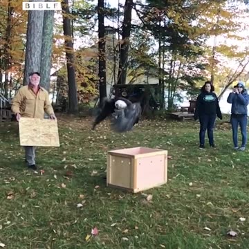 Injured Eagle that has been rehabilitated takes flight!