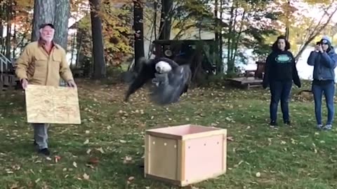 Injured Eagle that has been rehabilitated takes flight!