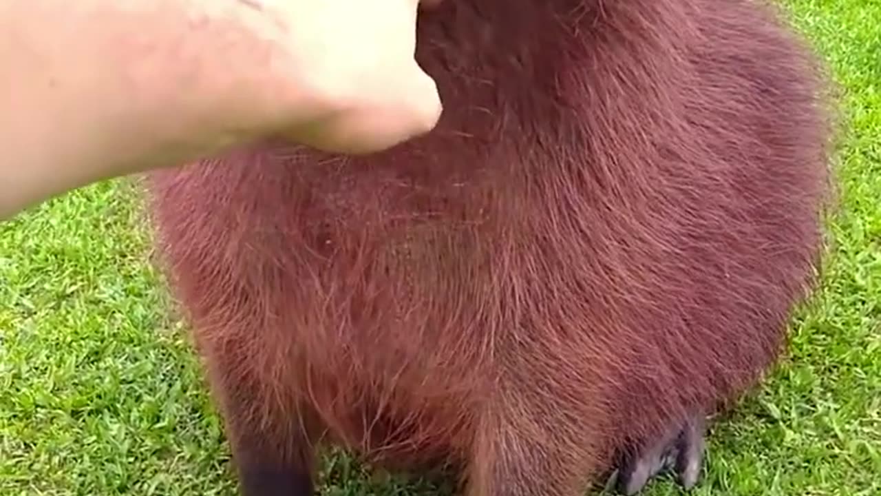 AFun Fact about Capybara Teeth!