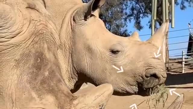 It’s a gray area 🦏