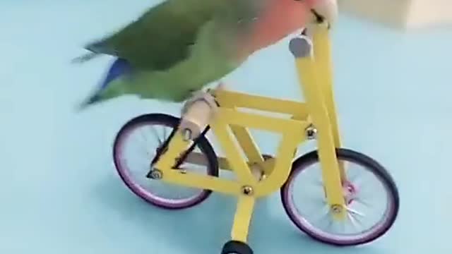 Amazing Skilled Bird