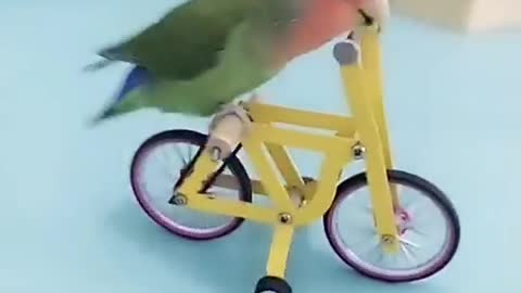 Amazing Skilled Bird