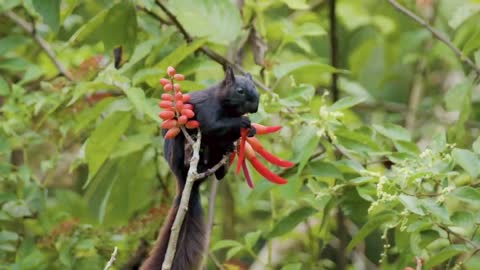 The Monkey on the Branch