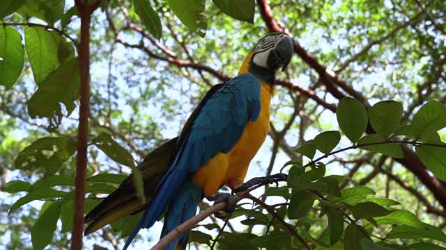 Alexandrine Parrot Natural Voice