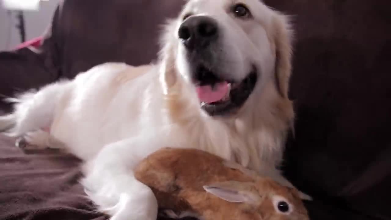 Dog and Rabbit - Best Friends Forever