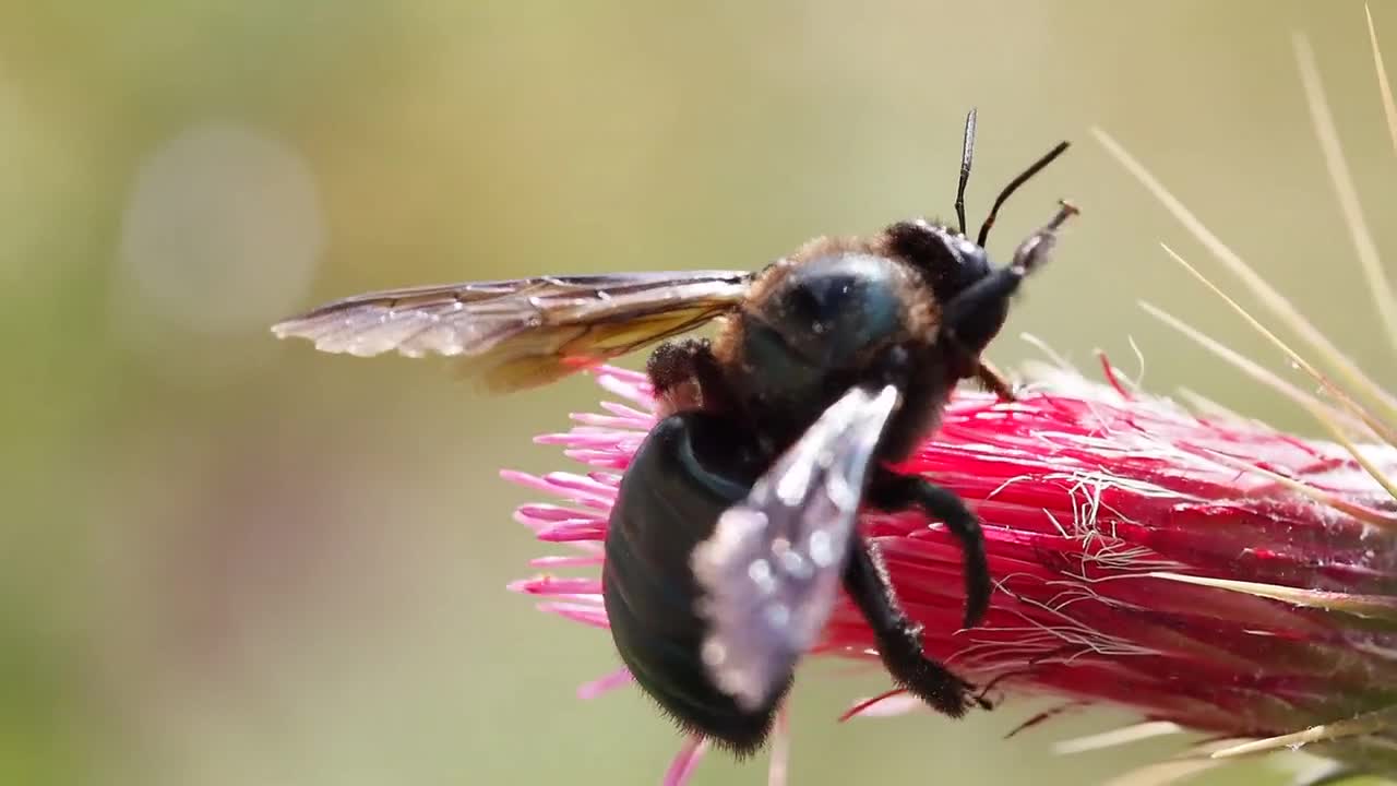 Honey Bee Insect Bee Flower Flying Bug Summer 🤩🤩