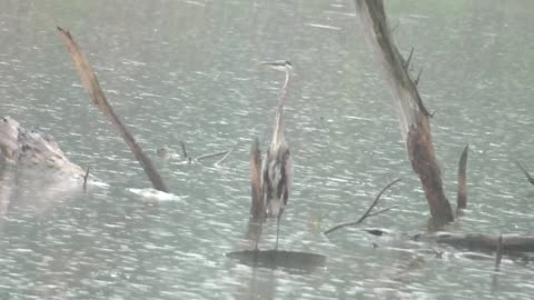 272 Toussaint Wildlife - Oak Harbor Ohio - Heron Takes Shower