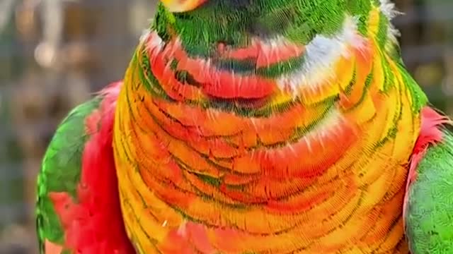 I need a vid of lorikeet landing...