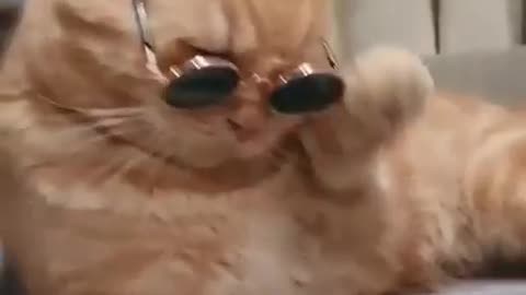 cat wearing glasses funny movement