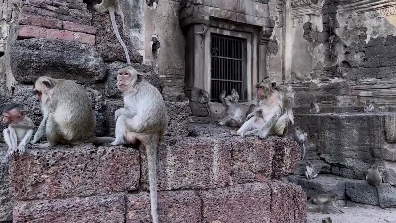 No monkeying around: Thai town cracks down on unruly simians