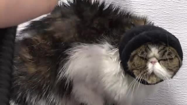 Hilarious air licking cat loves the dryer