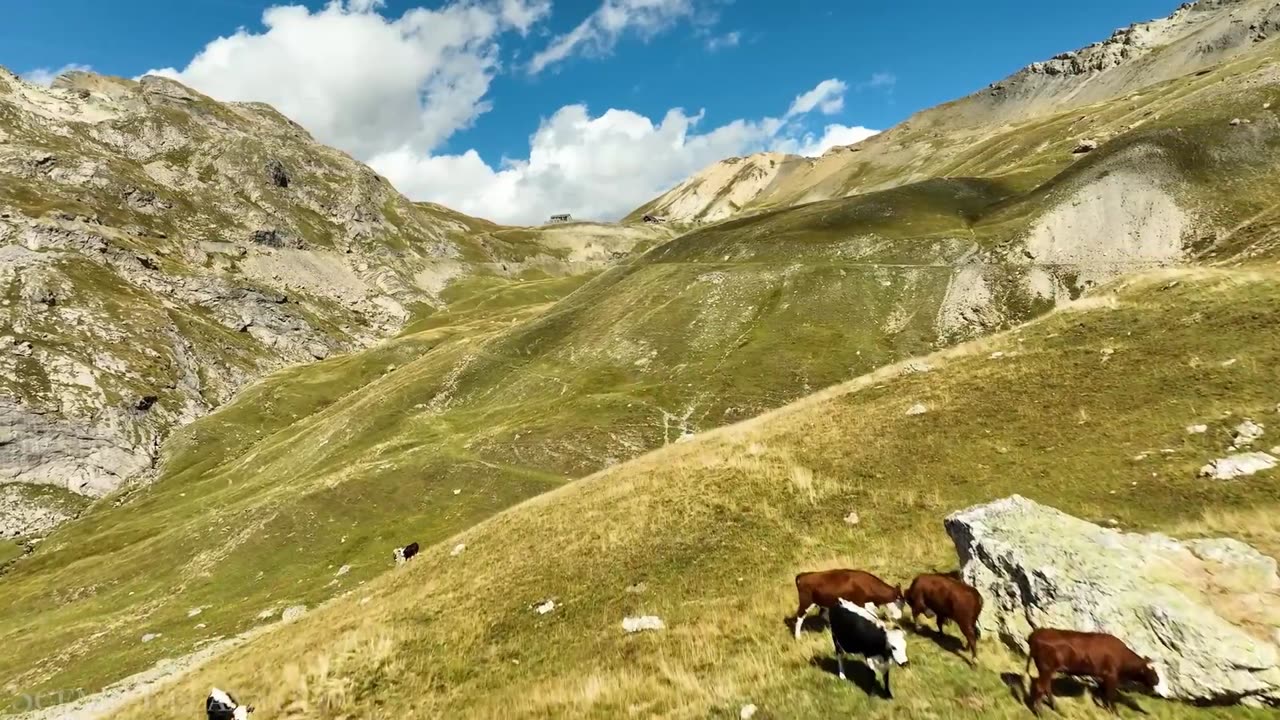 Animals of Europe (Ibex, Red Deer, Iberian Bear)