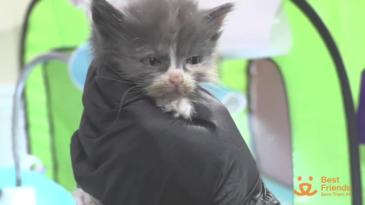 BABY KITTENS