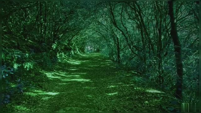 Path Through Green Peaceful Woodland Beauty Of Deep Forest