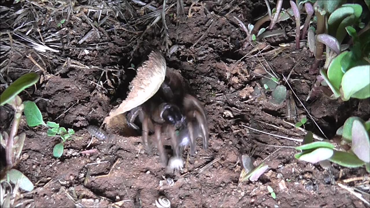 Trapdoor Spider Enforces Traffic Control