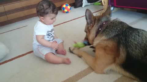 German_Shepherd_Dog_and_9_Month_Old_Baby(720p)