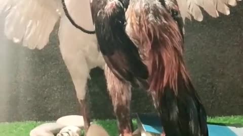Pets Lovers